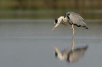 Ardea cinerea