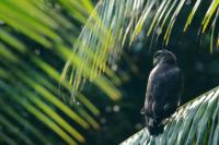 Sri Lanka FAUNA