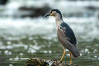 Nycticorax nycticorax