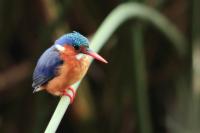 ETHIOPIA FAUNA