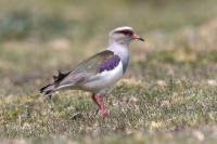 ECUADOR-FAUNA