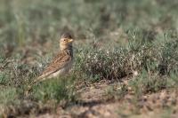 Kazakhstan FAUNA