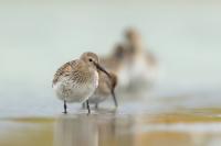 Calidris alpina