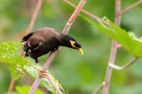 Sri Lanka FAUNA