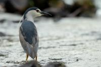 Nycticorax nycticorax