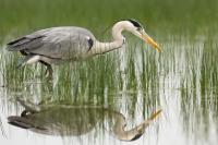 Ardea cinerea