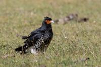 ECUADOR-FAUNA