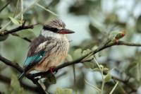 ETHIOPIA FAUNA