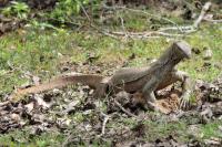 Sri Lanka FAUNA