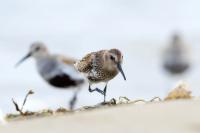 Calidris alpina