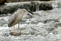 Nycticorax nycticorax