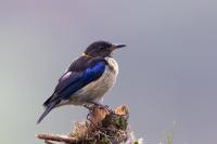 ECUADOR-FAUNA