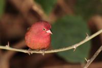 ETHIOPIA FAUNA