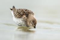 Calidris alpina