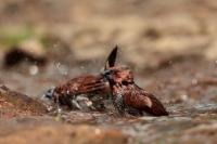 Sri Lanka FAUNA