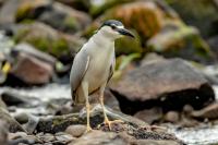 Nycticorax nycticorax