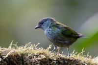 ECUADOR-FAUNA