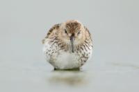 Calidris alpina