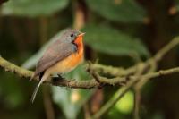 Sri Lanka FAUNA