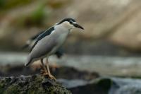 Nycticorax nycticorax