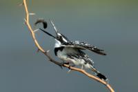 ETHIOPIA FAUNA