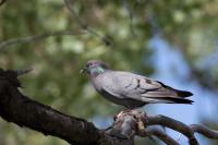 Kazakhstan FAUNA