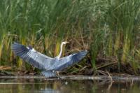 Ardea cinerea