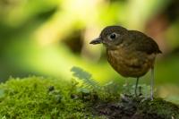 ECUADOR-FAUNA