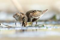 Calidris alpina