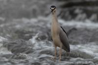 Nycticorax nycticorax