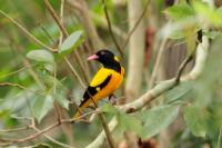 Sri Lanka FAUNA