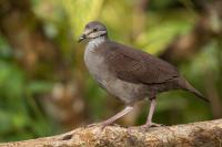 ECUADOR-FAUNA