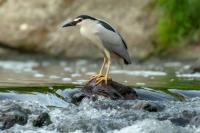 Nycticorax nycticorax