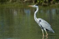 Ardea cinerea