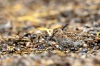 Calidris alpina