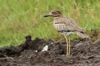 Tanzania-FAUNA