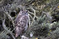 ECUADOR-FAUNA