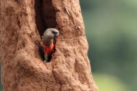 ETHIOPIA FAUNA