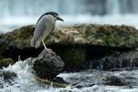 Nycticorax nycticorax