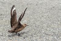 Stercorarius skua