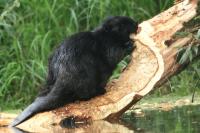 Eurasian beaver