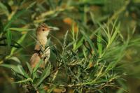 Acrocephalus palustris