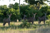 Greater kudu