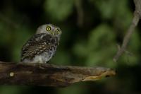 Glaucidium capense