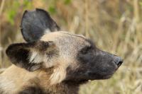 African wild dog