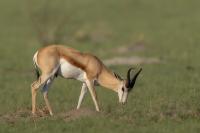 Springbok