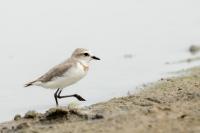 Charadrius pallidus