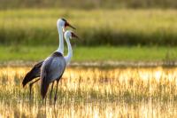 Grus carunculata