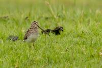 Gallinago nigripennis