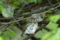 Glaucidium perlatum